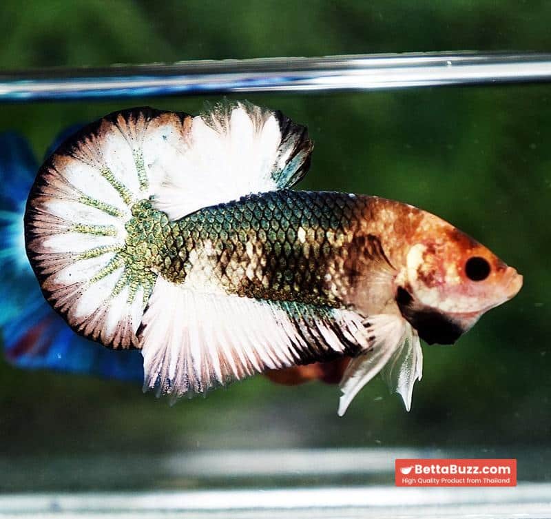 Betta fish Angle Copper Iron Armor (OHMPK) - Image 6