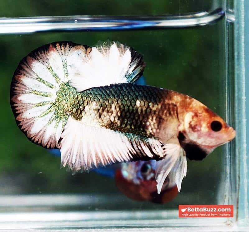 Betta fish Angle Copper Iron Armor (OHMPK) - Image 7