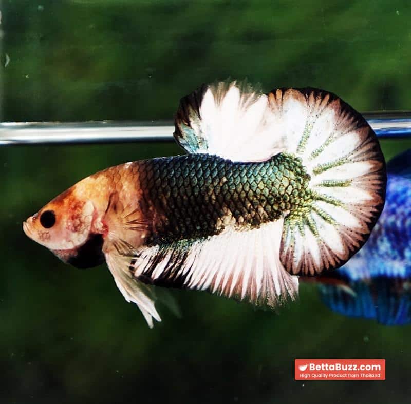 Betta fish Angle Copper Iron Armor (OHMPK) - Image 3