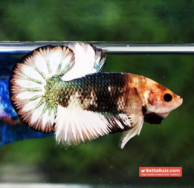 Betta fish Angle Copper Iron Armor (OHMPK) - Image 4