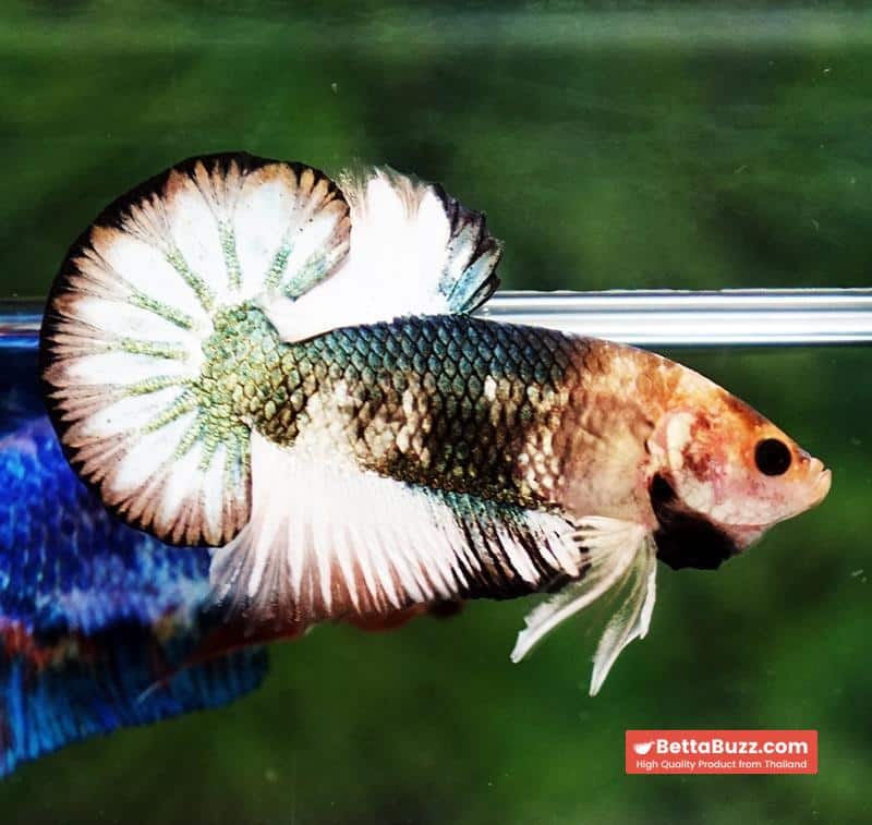 Betta fish Angle Copper Iron Armor (OHMPK) - Image 2