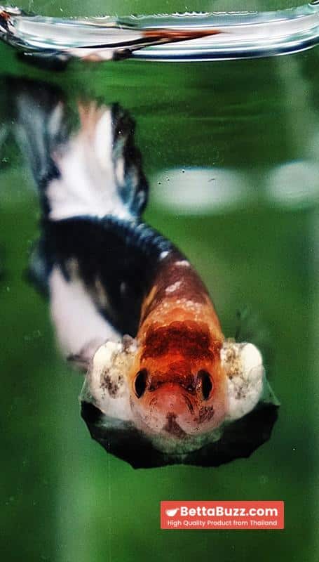 Betta fish Angle Copper Iron Armor (OHMPK) - Image 8