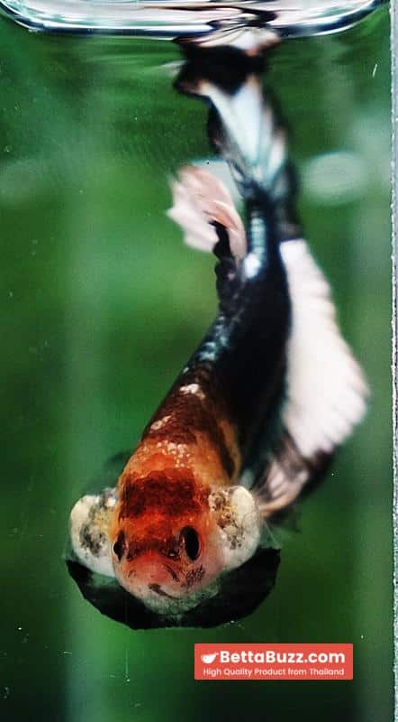 Betta fish Angle Copper Iron Armor (OHMPK) - Image 9