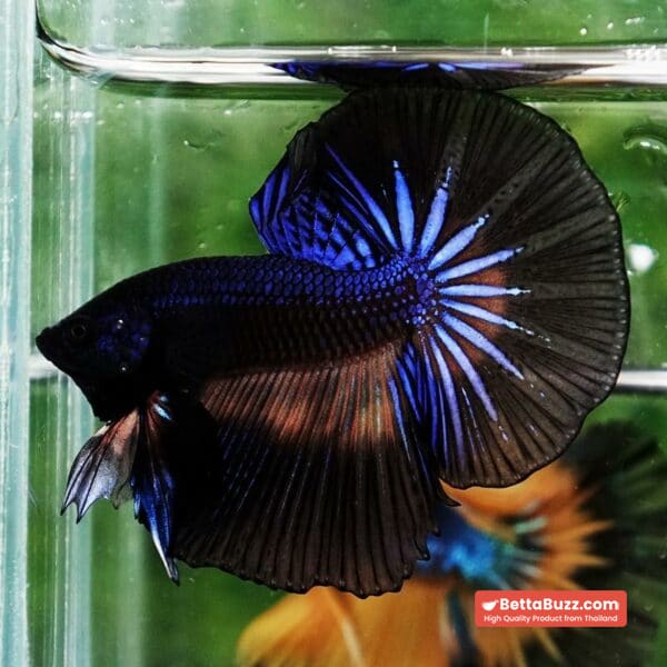 Betta fish Black Light Mustard Gas OHM - Image 3