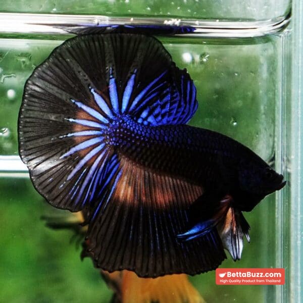 Betta fish Black Light Mustard Gas OHM - Image 2