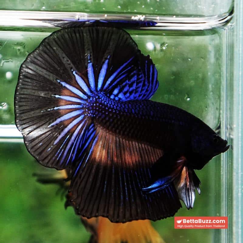 Betta fish Black Light Mustard Gas OHM