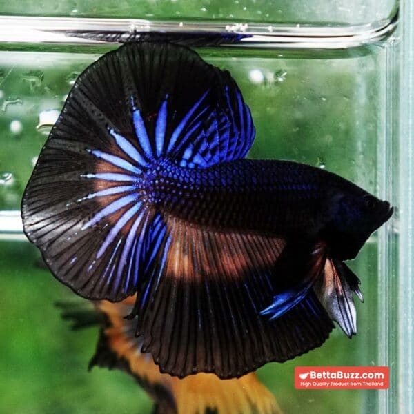 Betta fish Black Light Mustard Gas OHM - Image 4