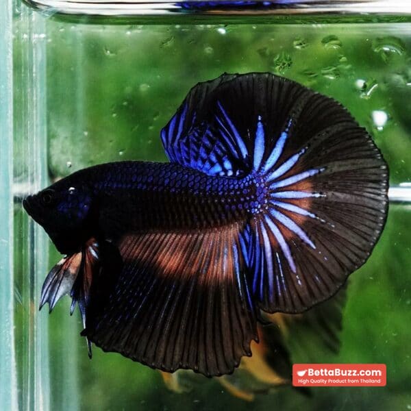 Betta fish Black Light Mustard Gas OHM - Image 5