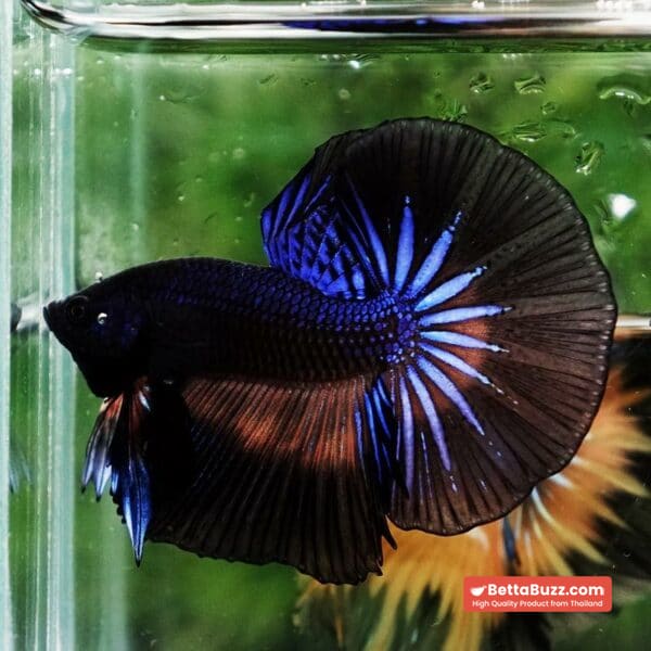 Betta fish Black Light Mustard Gas OHM - Image 6