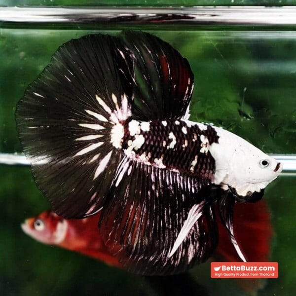 Betta fish Killer Shadow Black Star Full Helmet Samurai (Ultra Rare) HM - Image 2