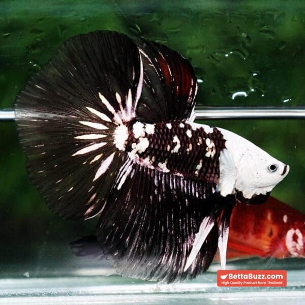 Betta fish Killer Shadow Black Star Full Helmet Samurai (Ultra Rare) HM - Image 3