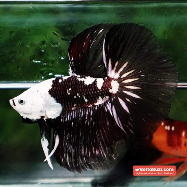 Betta fish Killer Shadow Black Star Full Helmet Samurai (Ultra Rare) HM - Image 4