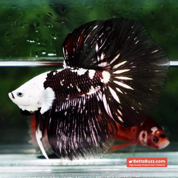 Betta fish Killer Shadow Black Star Full Helmet Samurai (Ultra Rare) HM - Image 5