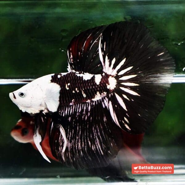 Betta fish Killer Shadow Black Star Full Helmet Samurai (Ultra Rare) HM - Image 6