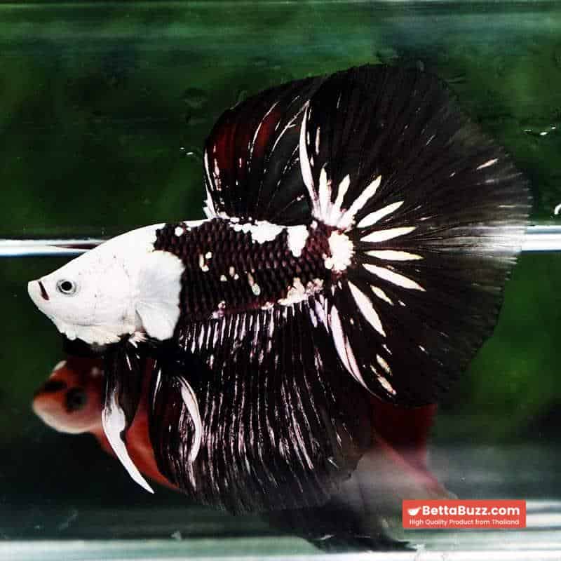Betta fish Killer Shadow Black Star Full Helmet Samurai (Ultra Rare) HM - Image 6