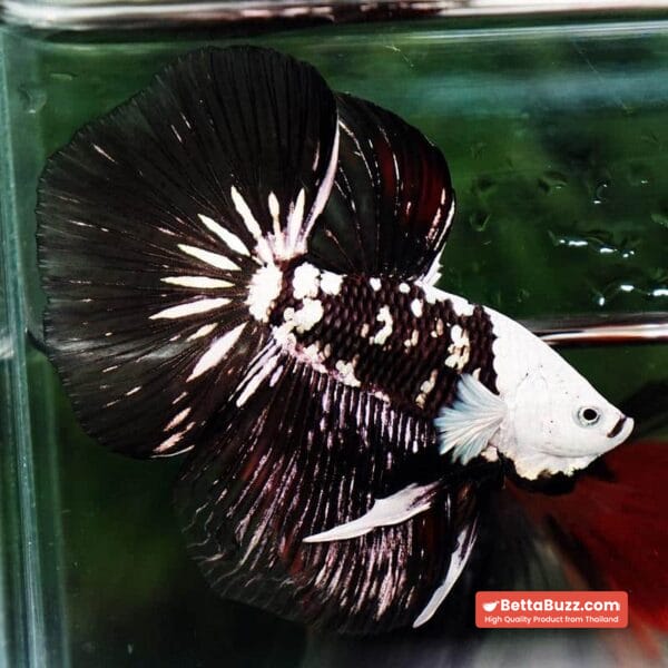 Betta fish Killer Shadow Black Star Full Helmet Samurai (Ultra Rare) HM - Image 7