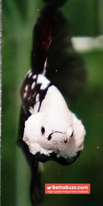 Betta fish Killer Shadow Black Star Full Helmet Samurai (Ultra Rare) HM - Image 9