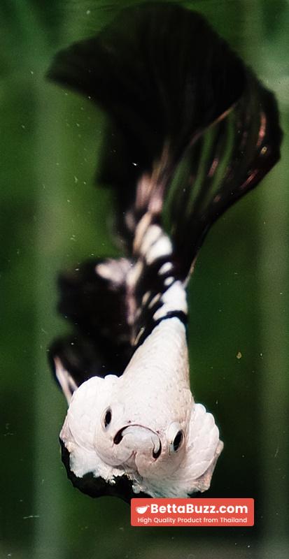 Betta fish Killer Shadow Black Star Full Helmet Samurai (Ultra Rare) HM - Image 10