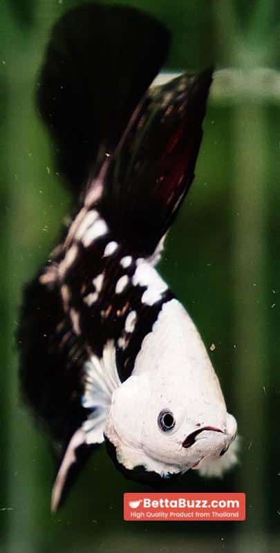 Betta fish Killer Shadow Black Star Full Helmet Samurai (Ultra Rare) HM - Image 11