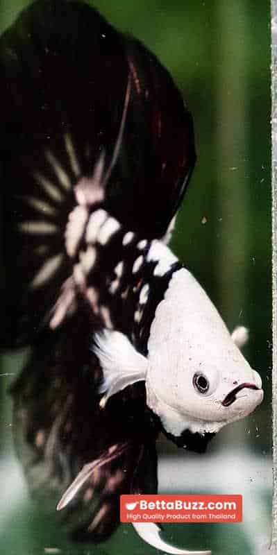 Betta fish Killer Shadow Black Star Full Helmet Samurai (Ultra Rare) HM - Image 12