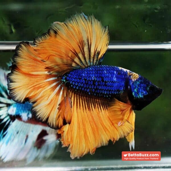 Betta Fish Yellow Blue Macaw Sky Hawk Feather tail OHM - Image 4