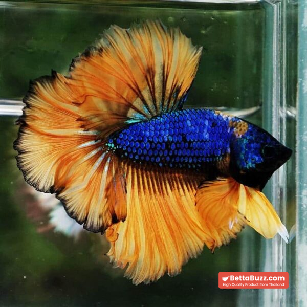 Betta Fish Yellow Blue Macaw Sky Hawk Feather tail OHM - Image 6