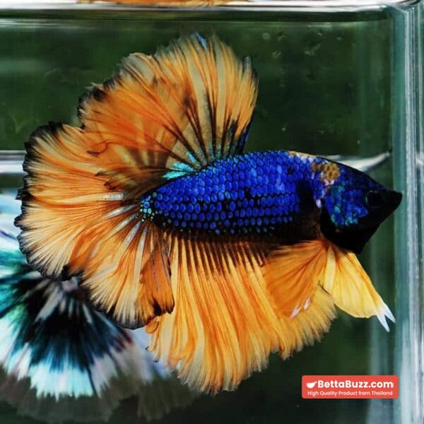 Betta Fish Yellow Blue Macaw Sky Hawk Feather tail OHM - Image 2