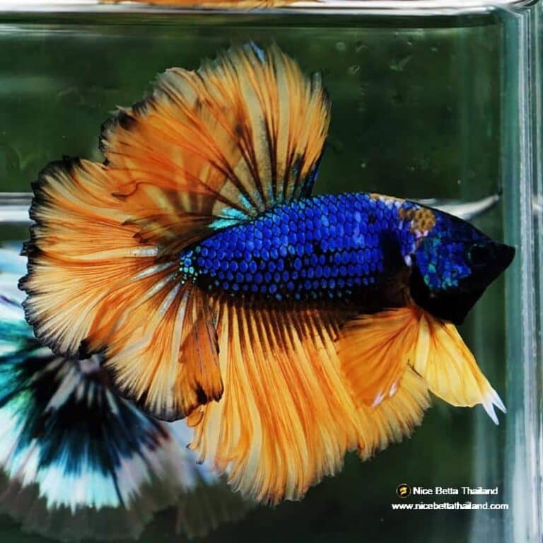 Betta Fish Yellow Blue Macaw Sky Hawk Feather tail OHM