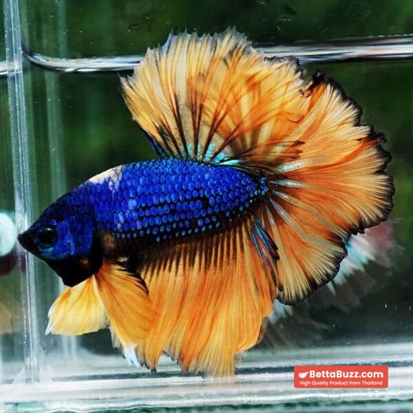 Betta Fish Yellow Blue Macaw Sky Hawk Feather tail OHM - Image 5