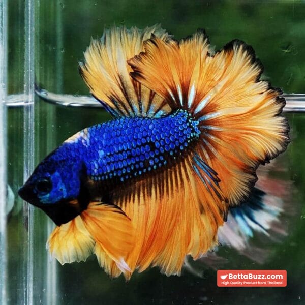 Betta Fish Yellow Blue Macaw Sky Hawk Feather tail OHM - Image 3