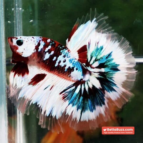 Betta Fish Full Helmet Warriors Angle Ring Sky Hawk OHM - Image 6