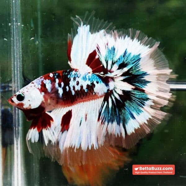 Betta Fish Full Helmet Warriors Angle Ring Sky Hawk OHM - Image 3