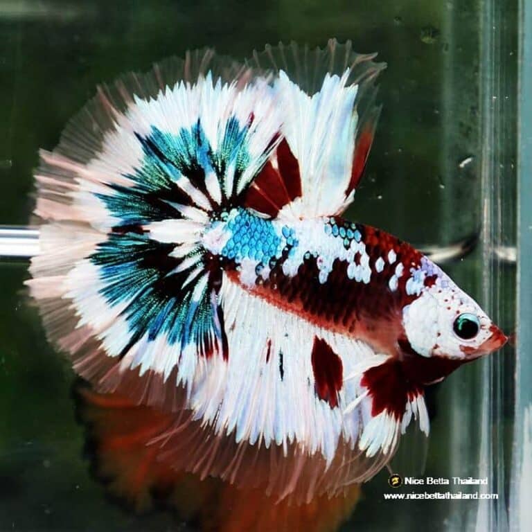 Betta Fish Full Helmet Warriors Angle Ring Sky Hawk OHM