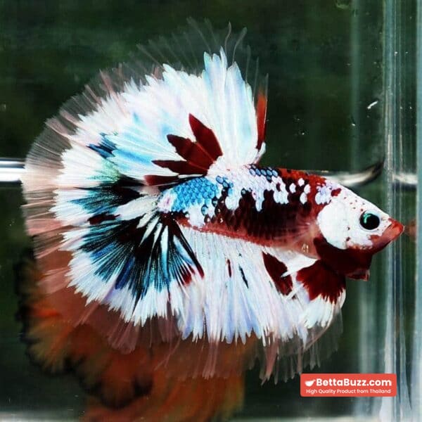 Betta Fish Full Helmet Warriors Angle Ring Sky Hawk OHM - Image 5