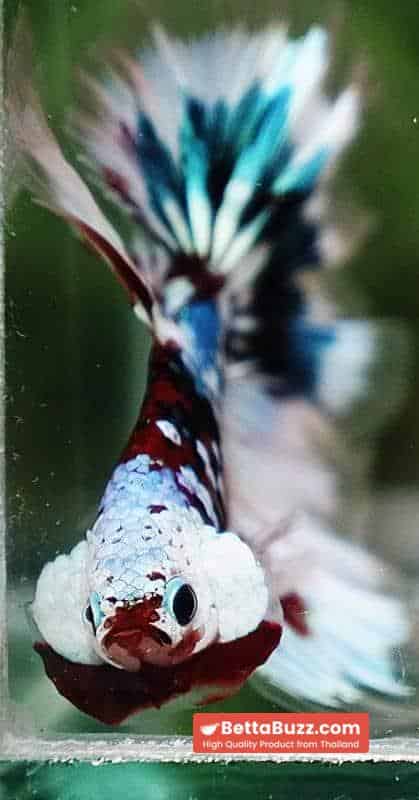 Betta Fish Full Helmet Warriors Angle Ring Sky Hawk OHM - Image 8
