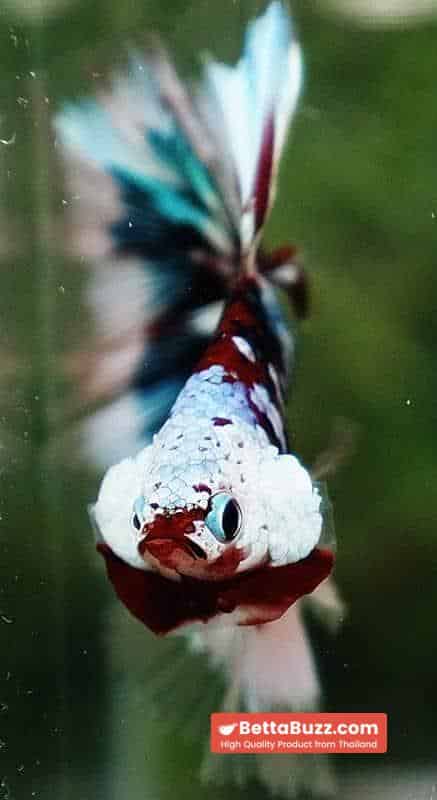 Betta Fish Full Helmet Warriors Angle Ring Sky Hawk OHM - Image 9