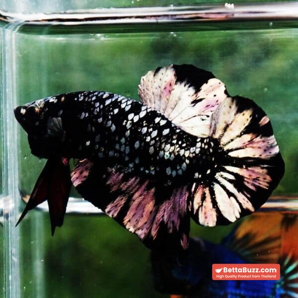 Betta Fish The Dark Nebula HMPK (Rare) - Image 4