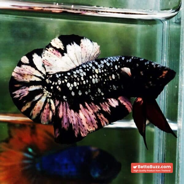 Betta Fish The Dark Nebula HMPK (Rare) - Image 3