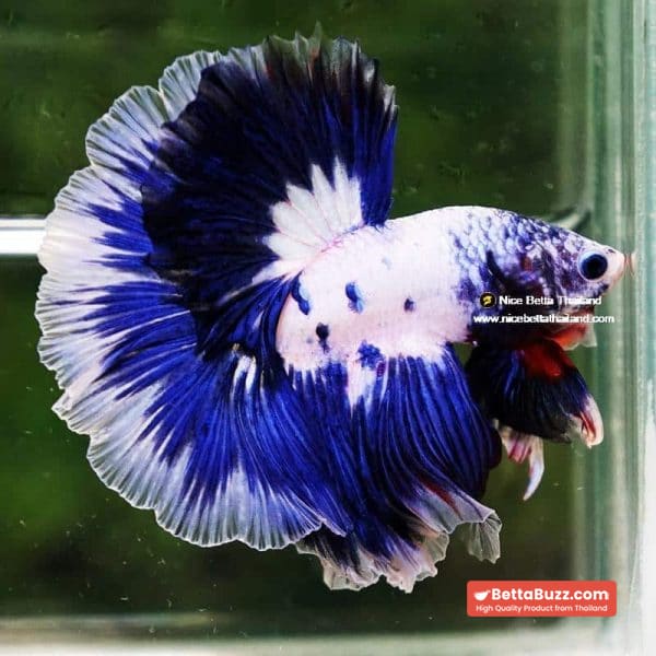 Betta Fish Blue Rim Marble OHM - Image 4