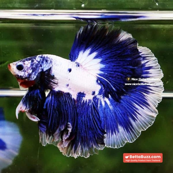 Betta Fish Blue Rim Marble OHM - Image 3