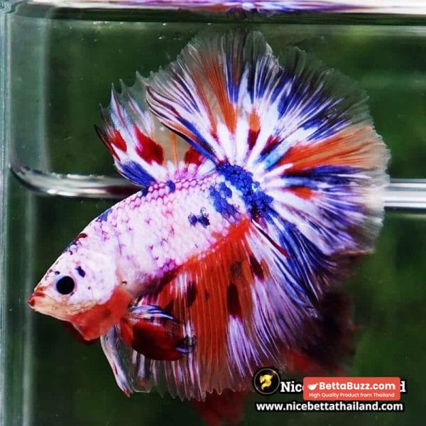 Betta Fish Siam Rainbow Candy Nemo OHM - Image 4