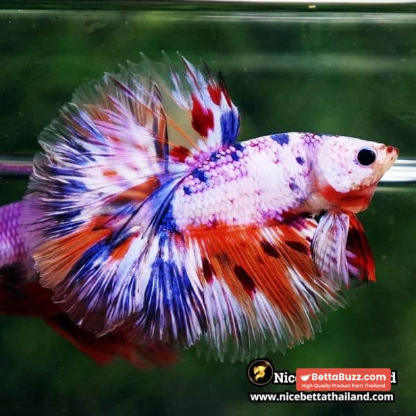 Betta Fish Siam Rainbow Candy Nemo OHM - Image 7