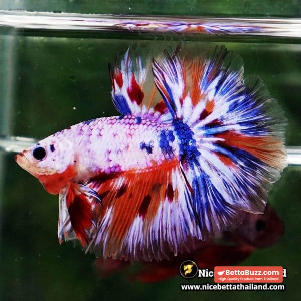 Betta Fish Siam Rainbow Candy Nemo OHM - Image 6