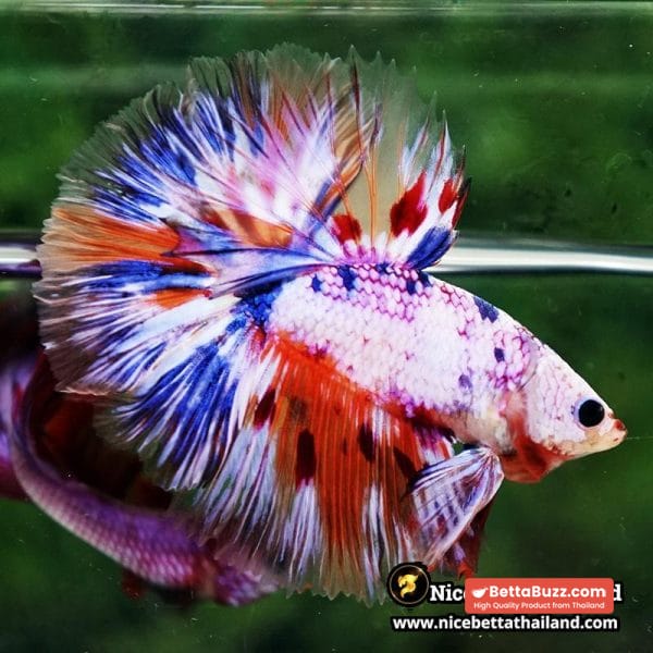 Betta Fish Siam Rainbow Candy Nemo OHM - Image 3