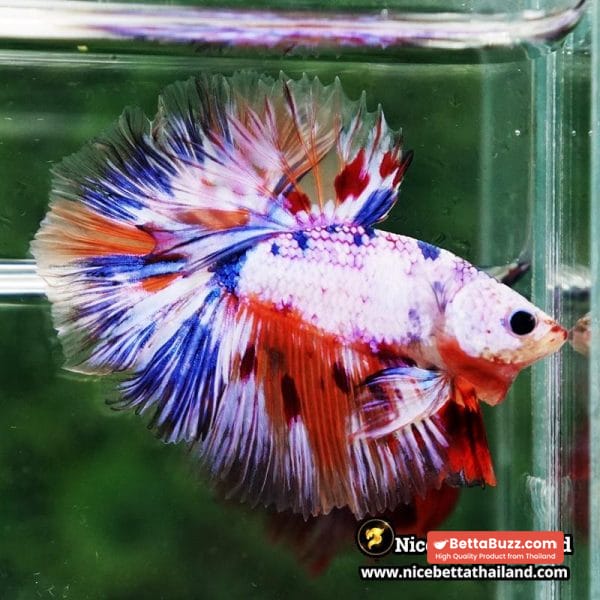 Betta Fish Siam Rainbow Candy Nemo OHM - Image 5