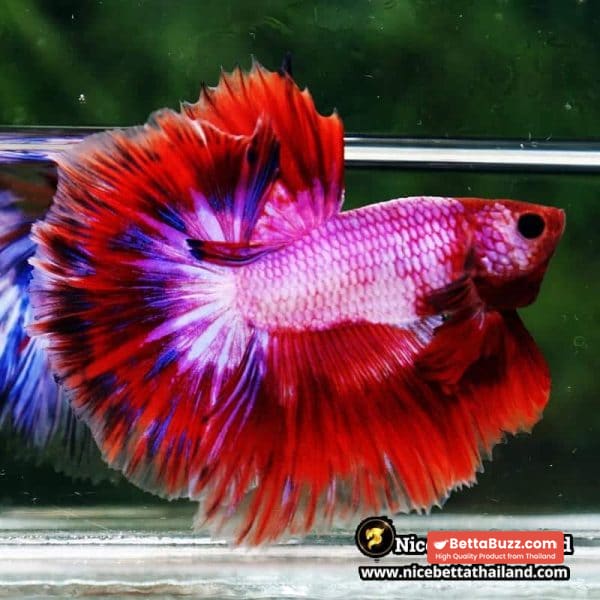 Betta Fish Fancy Magical Sweetie Pony Hawk OHM - Image 5