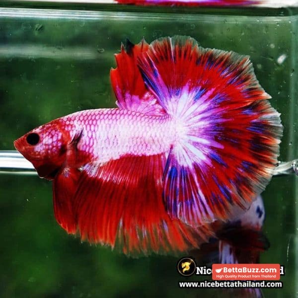 Betta Fish Fancy Magical Sweetie Pony Hawk OHM - Image 2