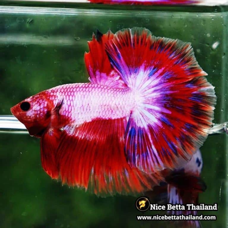 Betta Fish Fancy Magical Sweetie Pony Hawk OHM