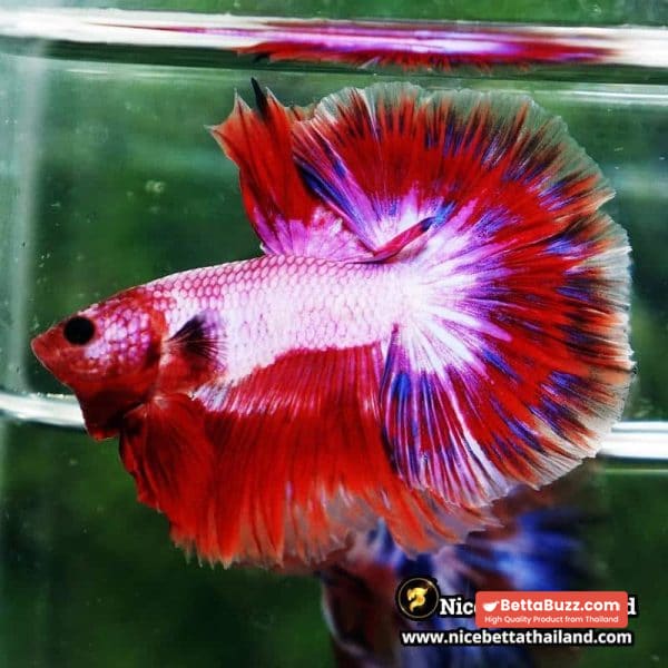 Betta Fish Fancy Magical Sweetie Pony Hawk OHM - Image 4