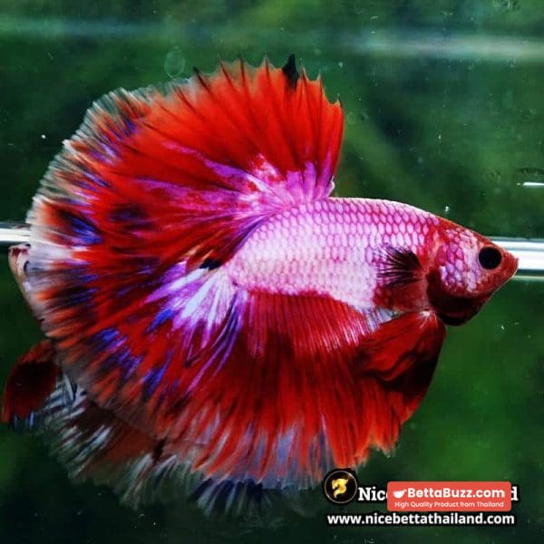 Betta Fish Fancy Magical Sweetie Pony Hawk OHM - Image 3